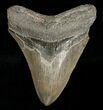 Megalodon Tooth - Nice Shape #4978-1